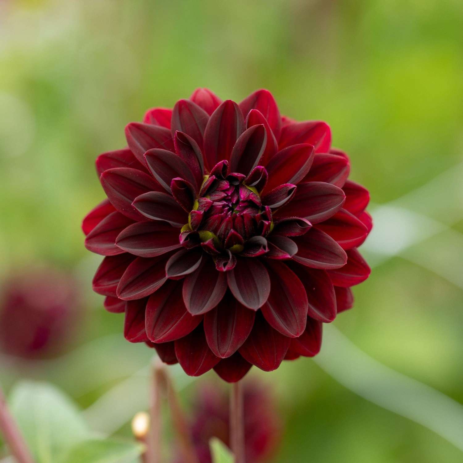 Dahlie 'Arabian Night'